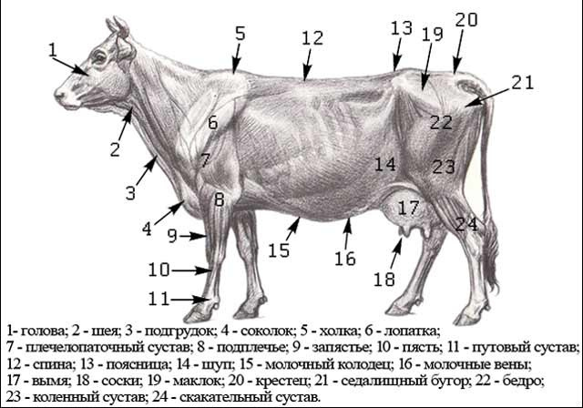 Дойная корова