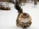 норвежская лесная кошка