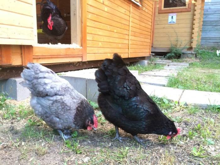 Australorps 