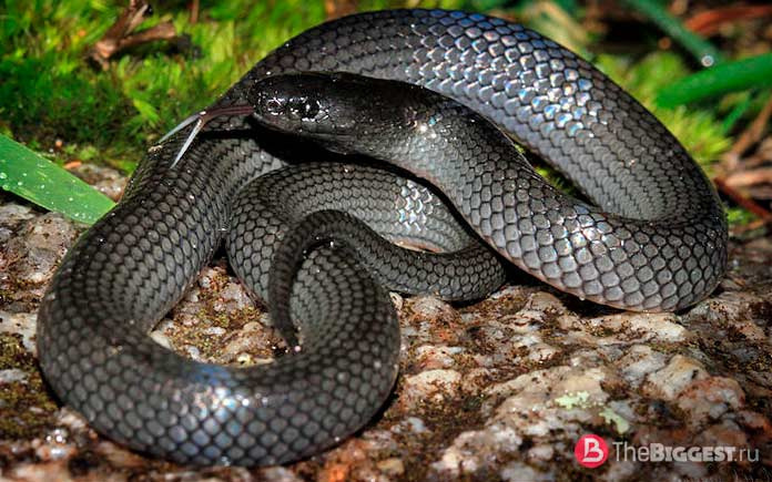Rhinoplocephalus nigrescens. Опасные змеи Австралии