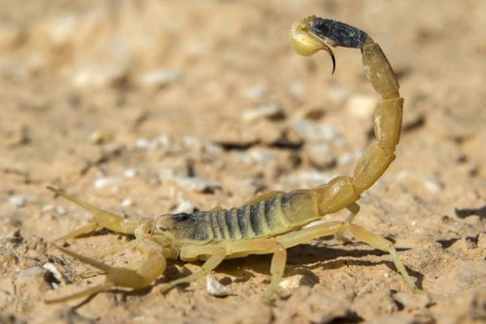 Скорпион Leiurus quinqueestriatus