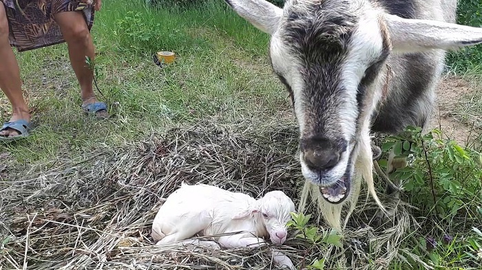 коза родила козленка