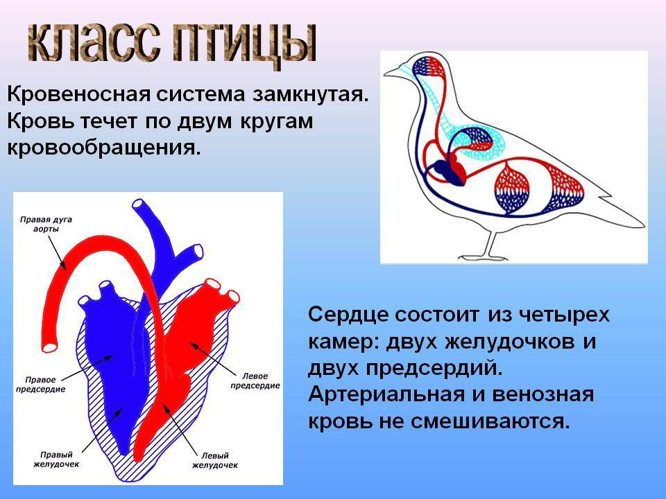 Строение кровеносной системы птиц.