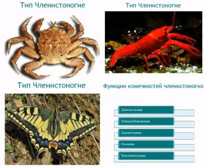 членистоногие животного типа