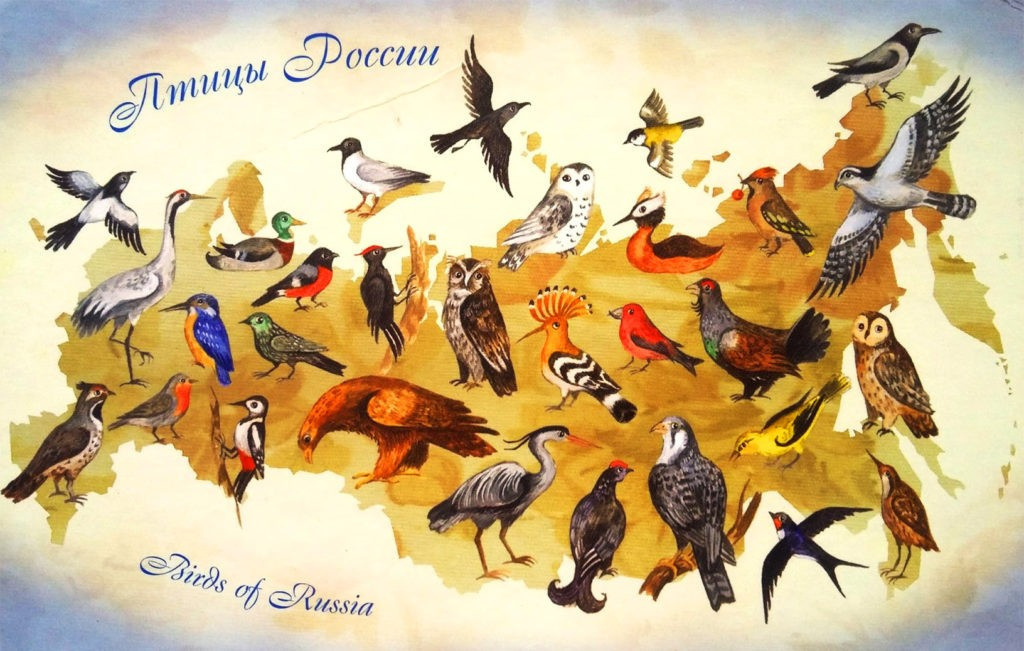 Птицы России, иллюстрация