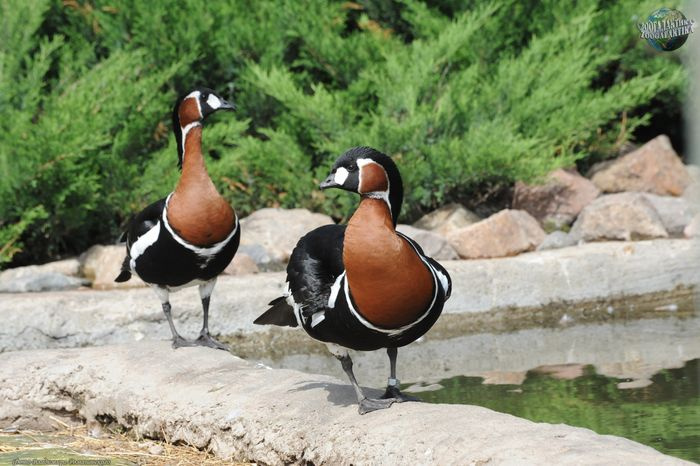 Самцы и самки краснозобых гусей