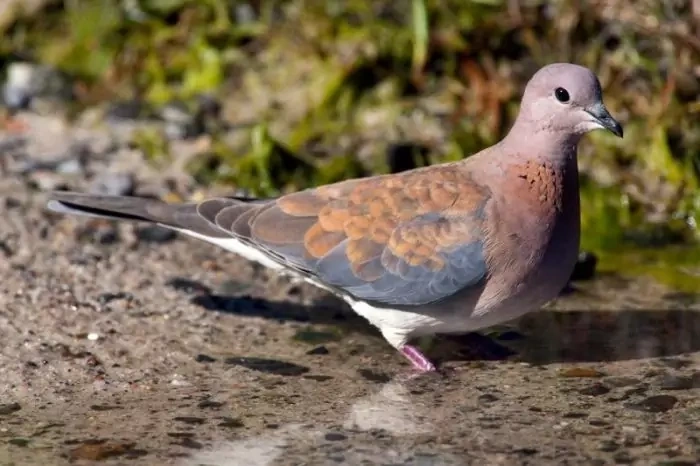 Маленькая горлица (Streptopelia senegalensis) - фото