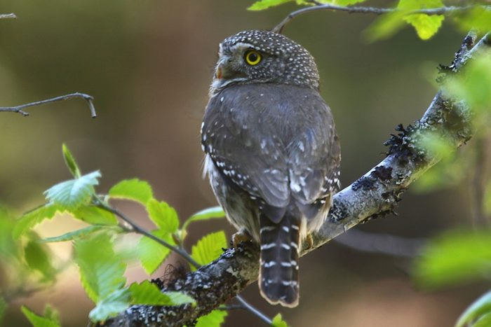 Калифорнийская сова - фото (Glaucidium californicum