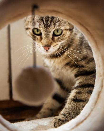 355+ французских имен для кошек и кошек
