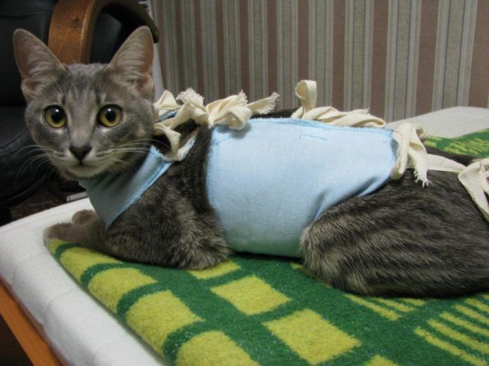 Стерилизация кошек