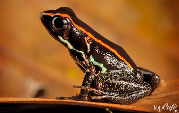 Самые ядовитые лягушки в мире: полосатая лиана / Phyllobates vittatus