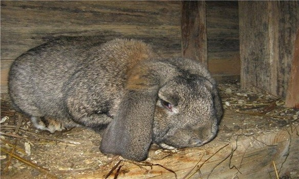 Кишечные заболевания и отравления 