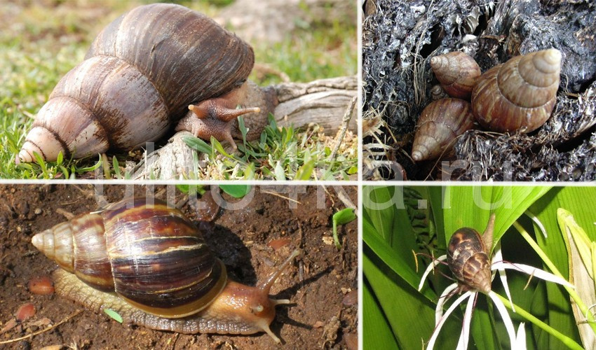 Achatina fulica