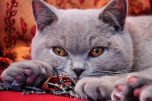 Британская короткошёрстная кошка