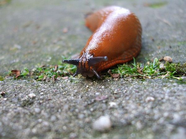 Slug4