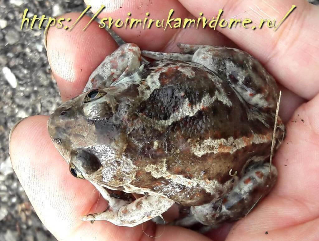 Чеснок обыкновенный Pelobates fuscus