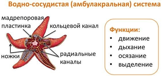Поджигатель морской пиро - описание, среда обитания, интересные факты
