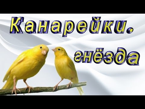 Канарейки. Ежедневный уход и обслуживание