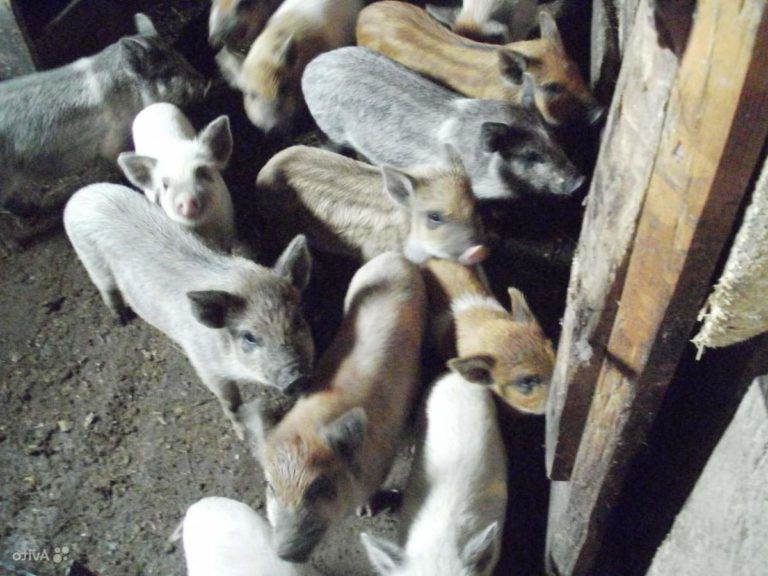 Кармальские свиньи 