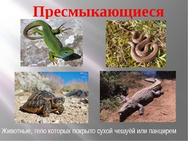 Рептилии образ жизни