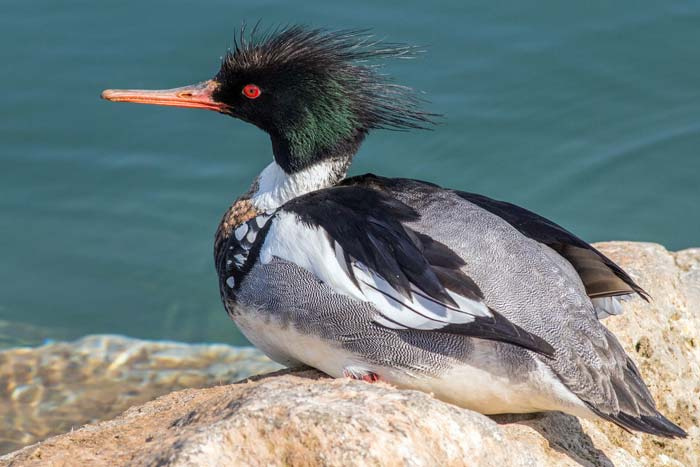 Merganser 