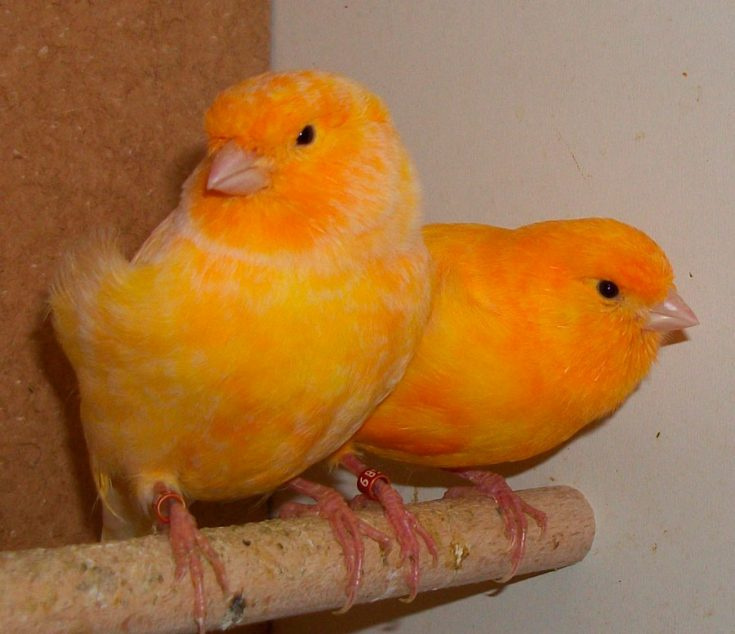 Norwich Canary
