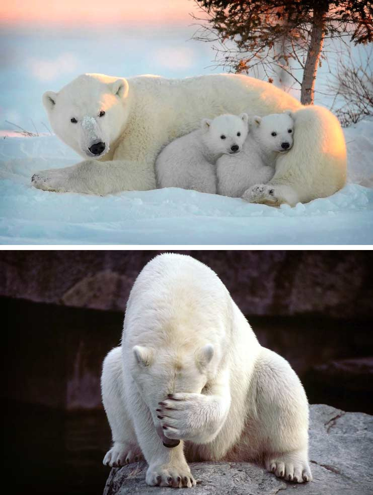 Полярный медведь
