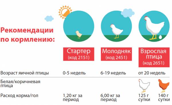 Птицеводство в России
