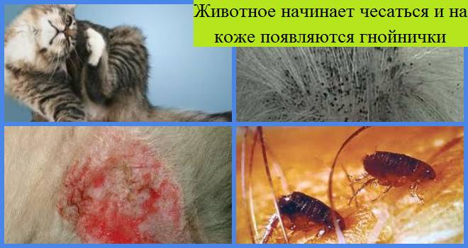 Как избавиться от блох от животных, как их вывести и откуда они берутся?