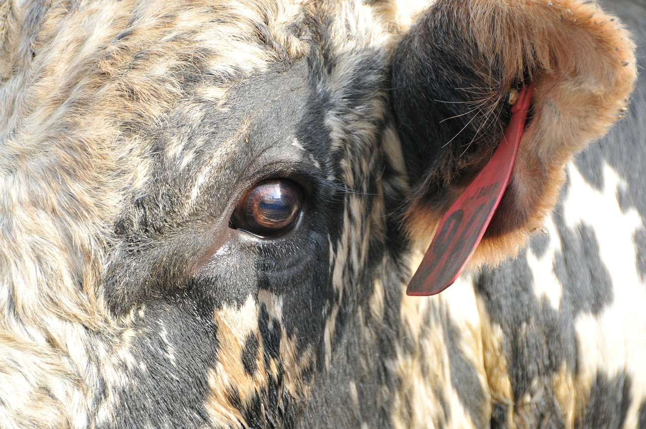 Органы зрения коровы