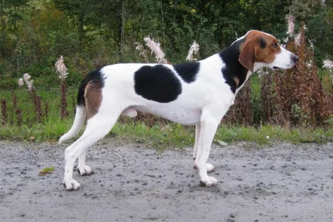Фото Halden Hound