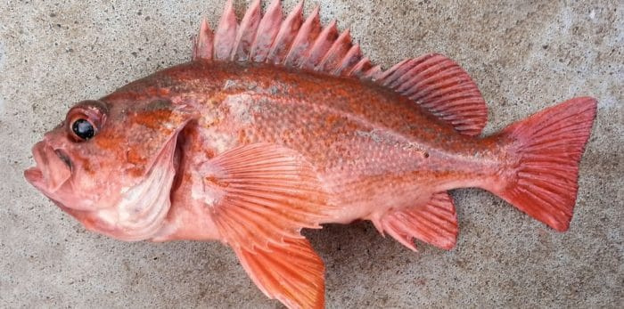 популяция морского окуня быстро сокращается