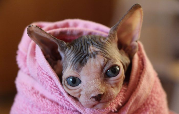 Кошка сфинкс