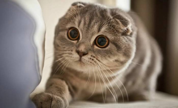 448+ красивых сложенных псевдонимов для кошек