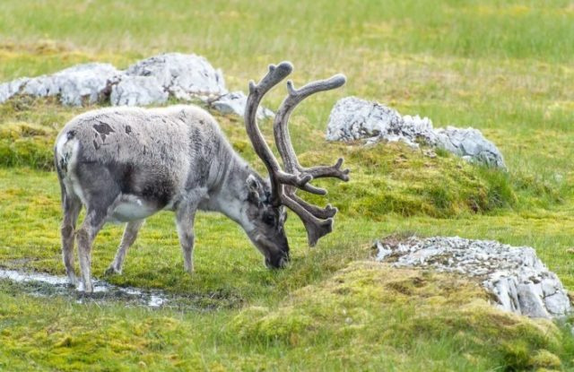 Виды оленей