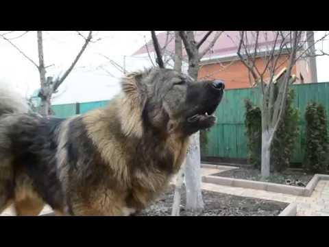 Кавказская овчарка