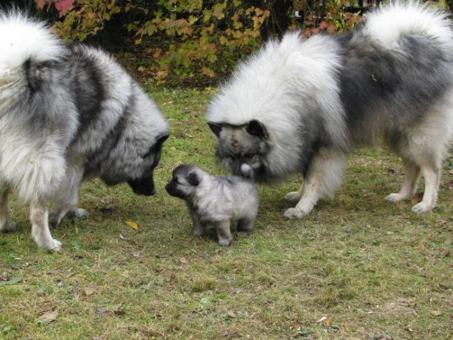 Щенок Вольфшпица.