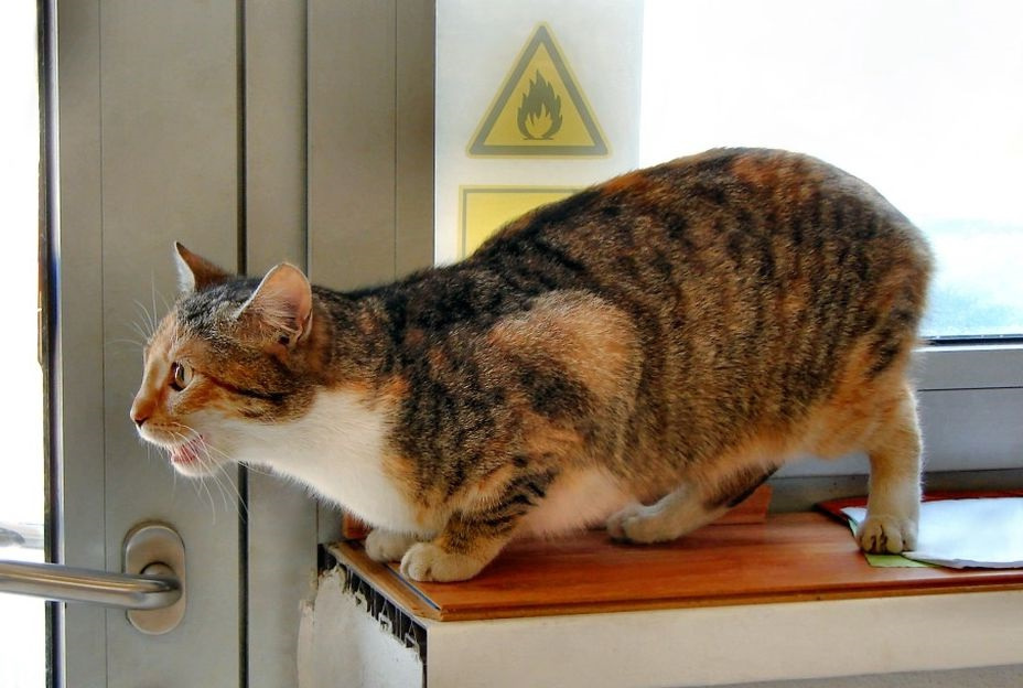 у кошки течка