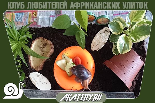 Где можно купить террариум для этой улитки? 
