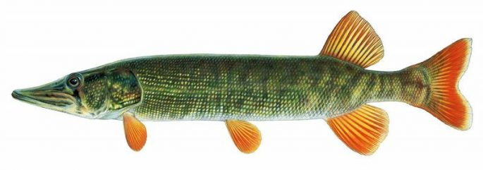 Redtip или американская щука