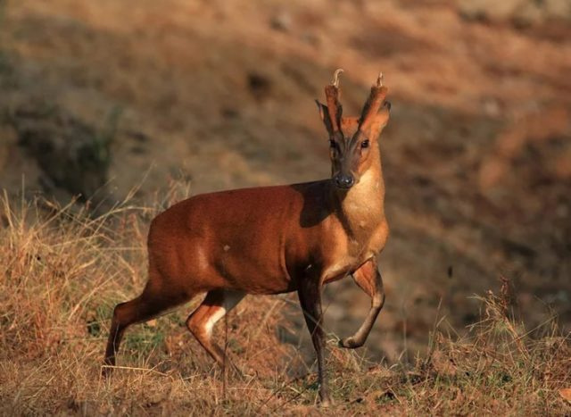 Виды оленей