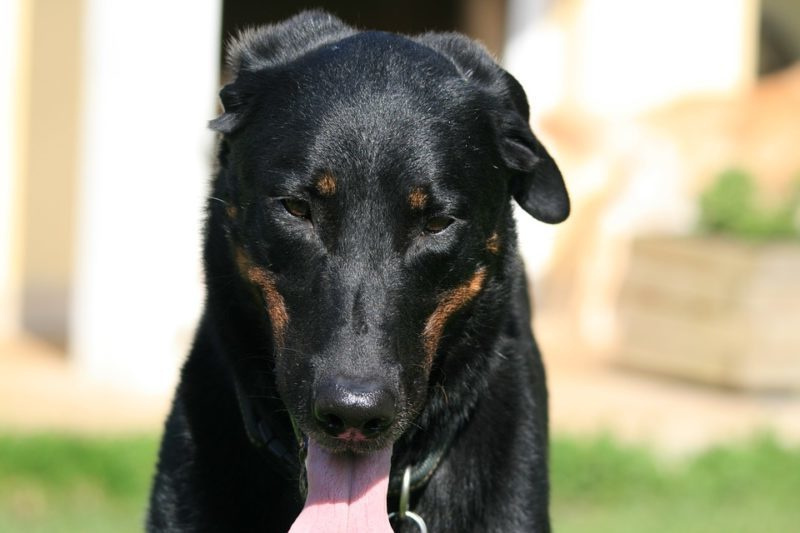 Морда Beauceron