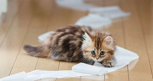 Частота уборки туалета