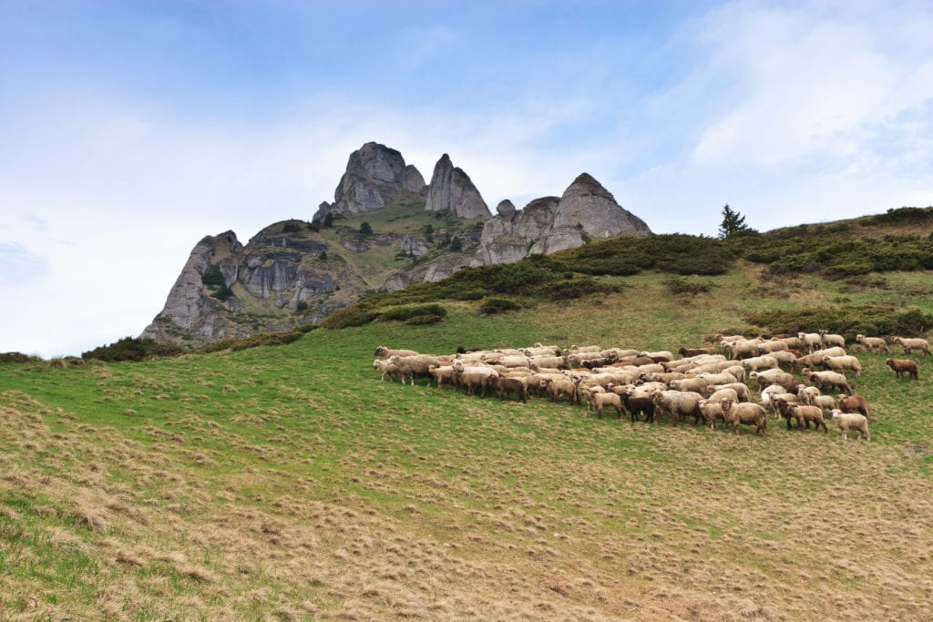 Отара овец 