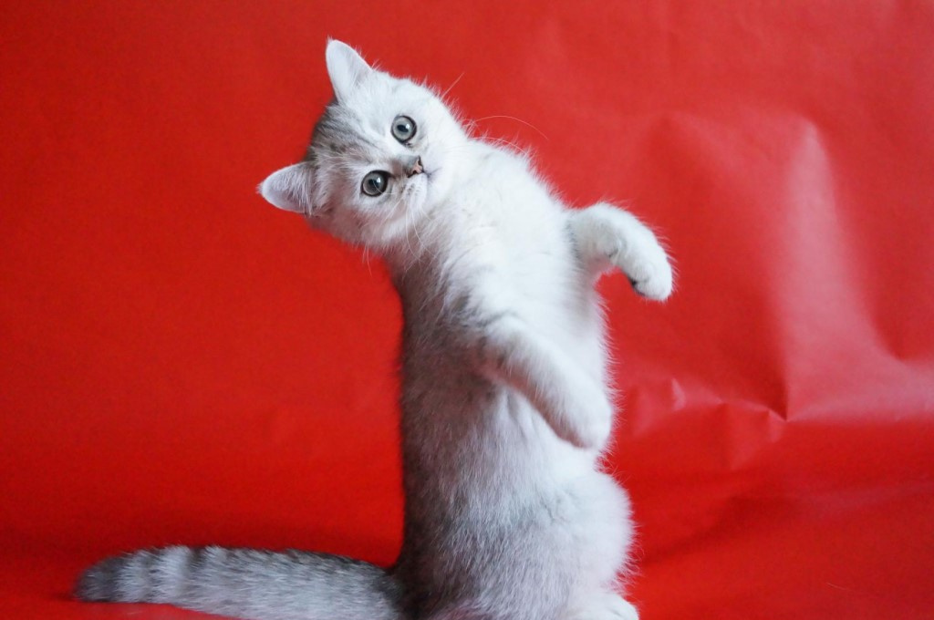 Шотландская кошка шиншилла