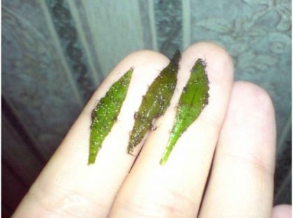 mini_4