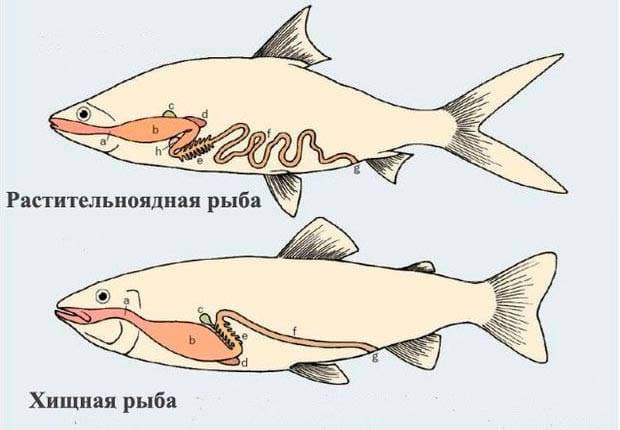 Пищеварительная структура хищных и растительноядных рыб