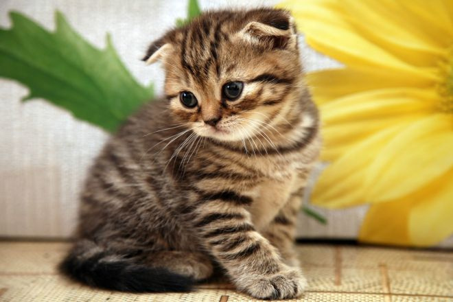 тигровый шотландский котенок