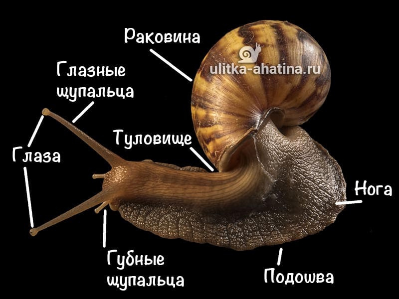 Строение тела улитки ахатина