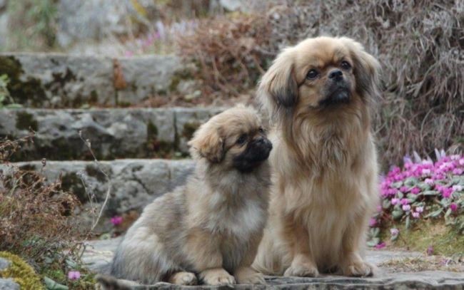 Тибетский спаниель